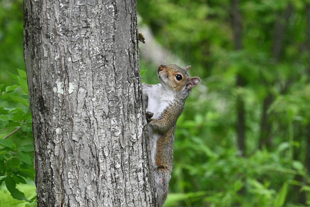 2025-05288734 Oxbow NWR, MA.JPG - Gray Squirrel.  Oxbow National Wildlife Refuge, MA, 5-28-2025